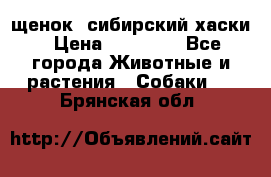 щенок  сибирский хаски › Цена ­ 12 000 - Все города Животные и растения » Собаки   . Брянская обл.